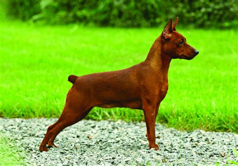 Can Miniature Pinscher Be Red