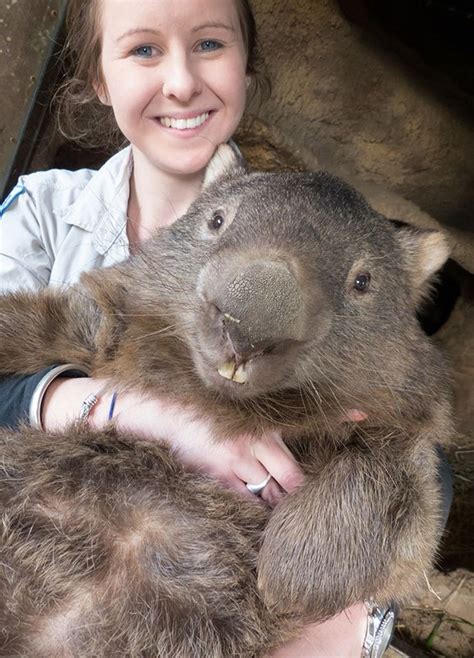 Tengase Presente: El wombat más longevo del mundo (29 años).