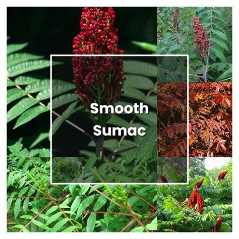 How to Grow Smooth Sumac - Plant Care & Tips | NorwichGardener