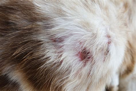 Cat Abscess Treatment Information and Guide | How To Treat At Home