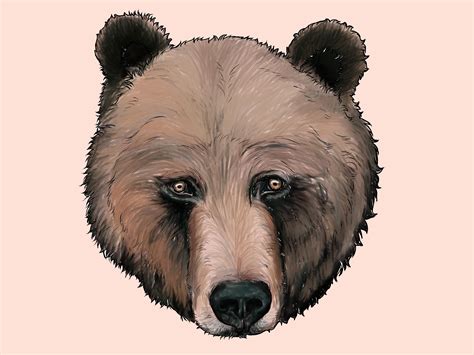 How to Draw a Grizzly Bear (with Pictures) - wikiHow