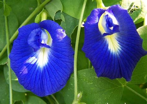 Organic Blue Butterfly Pea Vine Clitoria ternatea - 8 Seeds