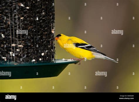 Male American Goldfinch in breeding plummage on feeder Stock Photo - Alamy