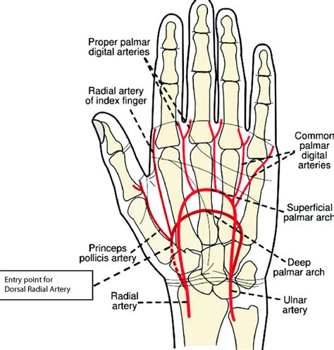 Radial Artery – What is it?