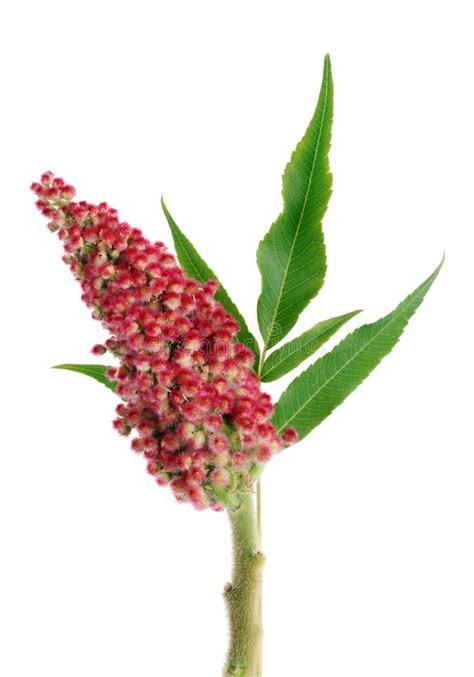 Red Summer Flowers of Garden Ornamental Shrub - Poisonous Sumac Stock ...