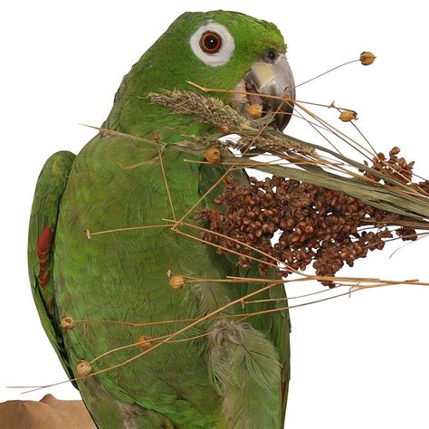 Parrot Food | Parrot Seed Mix | Parrot Treats | Bird Food