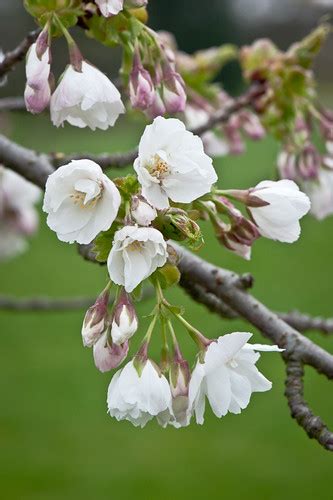 Prunus 'Shirotae' | Blossom of Japanese flowering cherry Pru… | Flickr