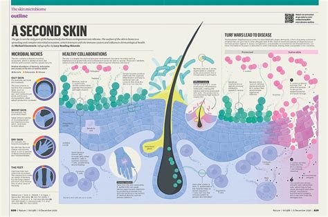 The skin microbiome and its relationship with the human body explained