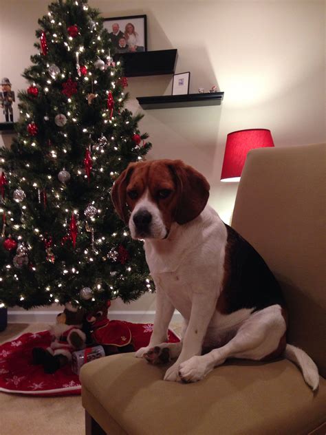 Christmas pup | Pet holiday, Christmas dog, Beagle