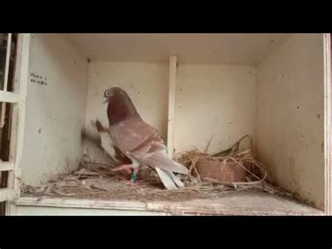 Racing Pigeon / Merpati Pos Warna - YouTube