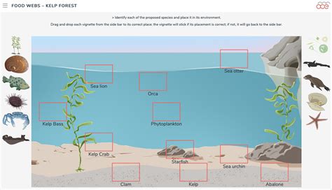 Food Chain Kelp Forests Kelp Forest Ocean Food Web Food Web – NBKomputer