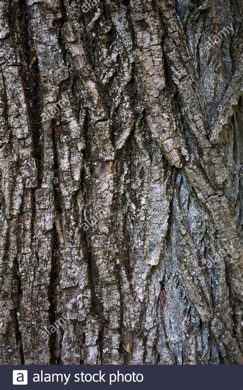 Populus nigra italica bark close up Stock Photo - Alamy