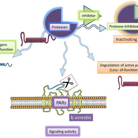 | Serine proteases mechanisms of action. Serine proteases are a ...