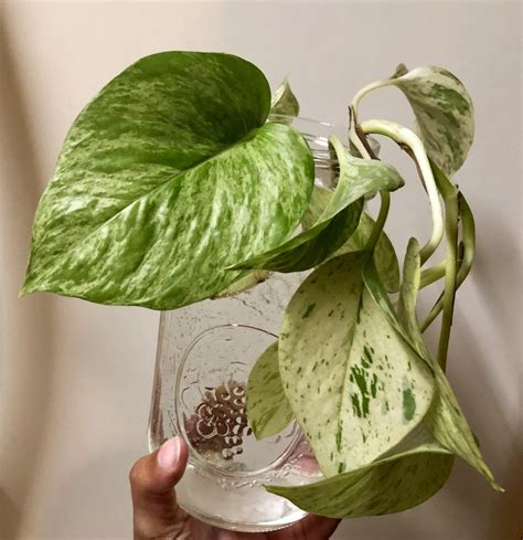 Variegated Pothos : houseplants