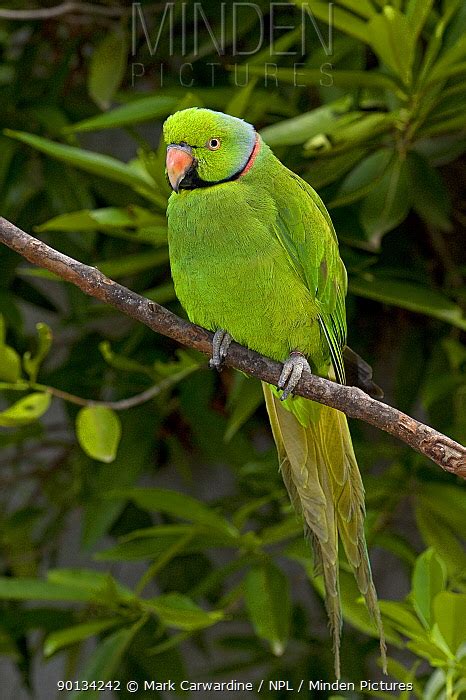 Mauritius Parakeet stock photo - Minden Pictures