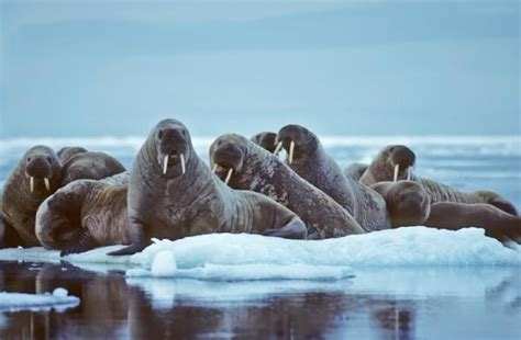 Polar Bear And Walrus Populations In Trouble, Stock Assessment Report ...