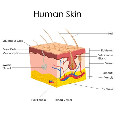 Anatomy of the Skin - Kona Dermatologist