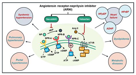 IJMS | Free Full-Text | Angiotensin Receptor-Neprilysin Inhibitor (ARNI ...