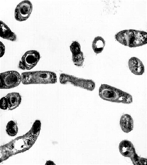 Bacillus Anthracis Cell Structure