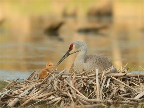 Sandhill Crane Nesting (All You Need To Know) | Birdfact