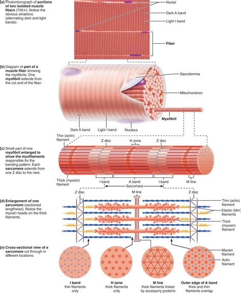 7 Best Images Of Muscle Fiber Diagram Skeletal Muscle Cell Labeled ...