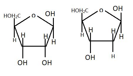 Pentose Sugar Structure