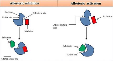 Allosteric inhibition Structural biochemistry/enzyme/allosteric enzymes ...