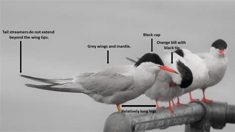 Common and Arctic Tern id - a photo-guide - BirdWatch Ireland