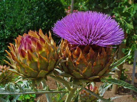 Cynara cardunculus (Artichoke Thistle, Cardoon, Cardoons, Desert ...