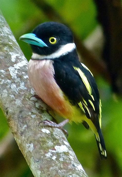 Black-and-yellow broadbill (Eurylaimus ochromalus)