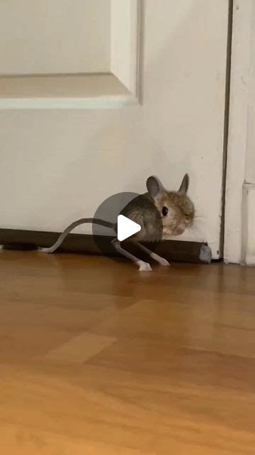 Pets Lovers Web🇺🇸 on Instagram: "Egyptian Jerboa 🥰 Bro skipped leg day ...