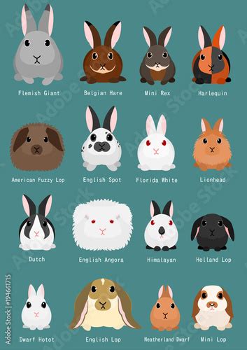 Rabbit Breeds Chart