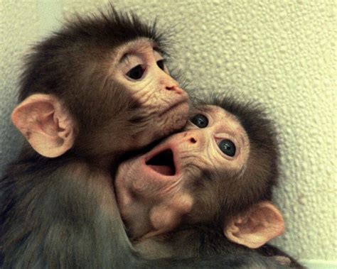 Chinese scientists justify implantation of human gene into monkey's brain