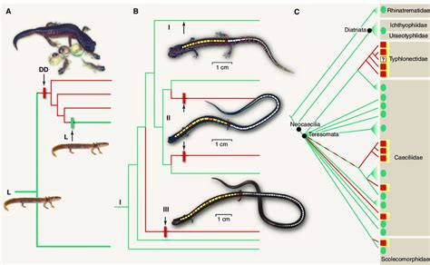 Homoplasy in a phylogenetic context. (A) Example of a reversal in ...