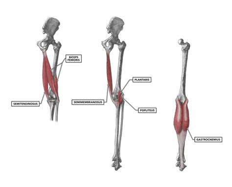 CrossFit | Knee Musculature, Part 2: Posterior Muscles