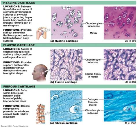 What is hyaline cartilage? | Socratic | Anatomy and physiology textbook ...