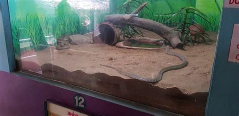 Guindy Snake Park (Chennai (Madras)) - 2021 All You Need to Know BEFORE ...