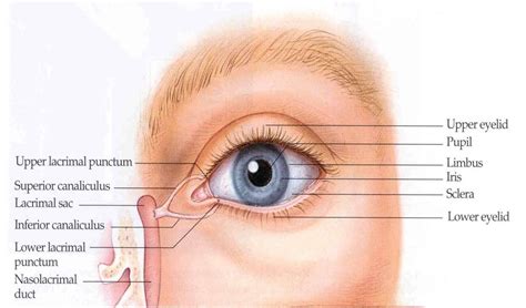 The Conjunctiva | Anatomy Of The Eye | Pinterest | Eyes, Search and The ...