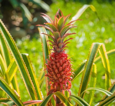 All About the Red Spanish Pineapple - Minneopa Orchards