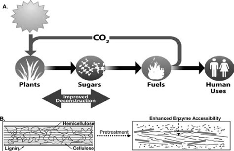 1 Picture showing various steps involved in the biofuel production ...