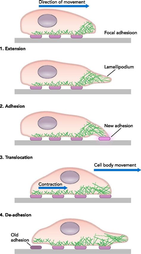 Fibroblasts and the Ground They Walk On | Physiology