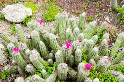 What You Should Consider When Growing Desert Plants in Nevada