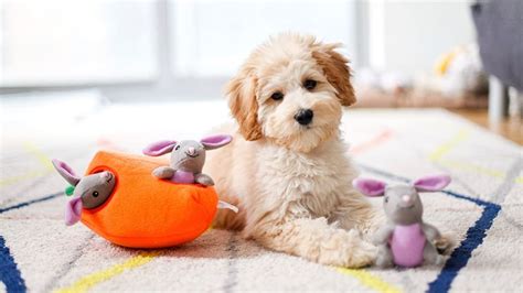 5 Best Interactive Dog Toys of 2024 - Reviewed