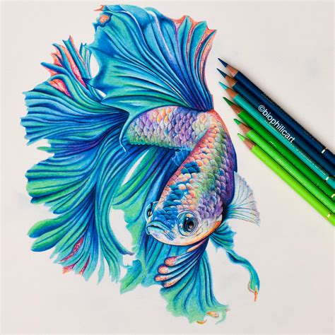 How To Draw A Betta Fish Colored Pencil Tutorial Fish Sketch | Images ...