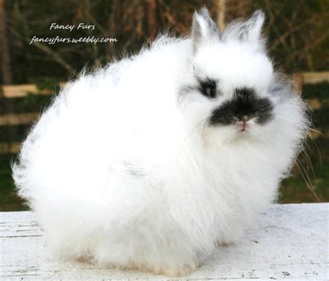 Jersey Wooly Q&A - Fancy Furs Rabbitry