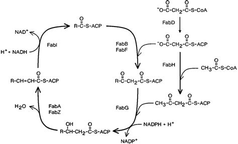 Enzymes of fatty acid elongation in E. coli. There are four reactions ...