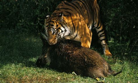 Podcast: Are we making tigers and their prey sick? Pt. 1 African Swine ...