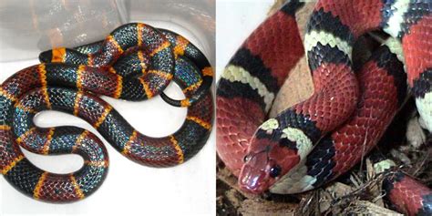 Coral Snake Vs Kingsnake: Key Differences Explained A-Z, 48% OFF