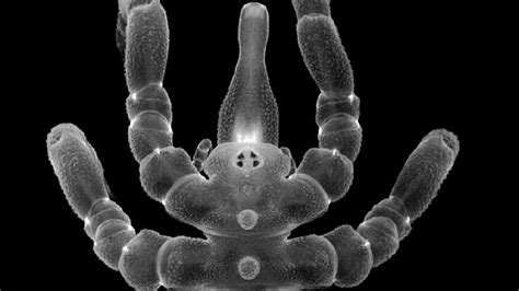 Sea spiders can regrow lost anuses and sex organs - leaving scientists ...