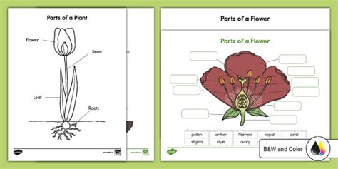 Parts of a Flower and Plant Labeling Activity for K-2nd Grade